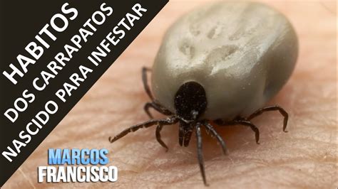 Como Achar Ninho De Carrapato - Como Achar Ninho De Carrapato - FDPLEARN