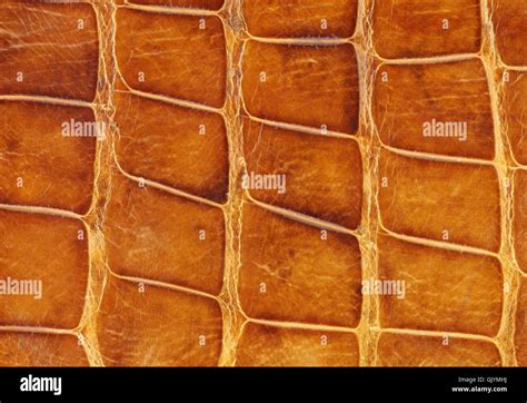 Crocodile drug hi-res stock photography and images - Alamy