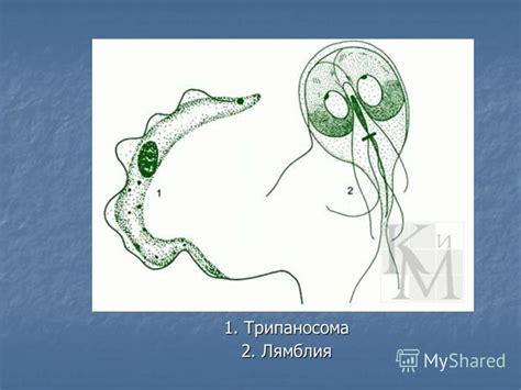 Презентация на тему: "Многообразие простейших, их роль в природе и в ...