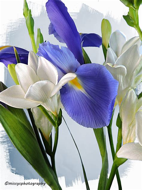 Missy Davis' Digital Art added... - Missy Davis' Digital Art
