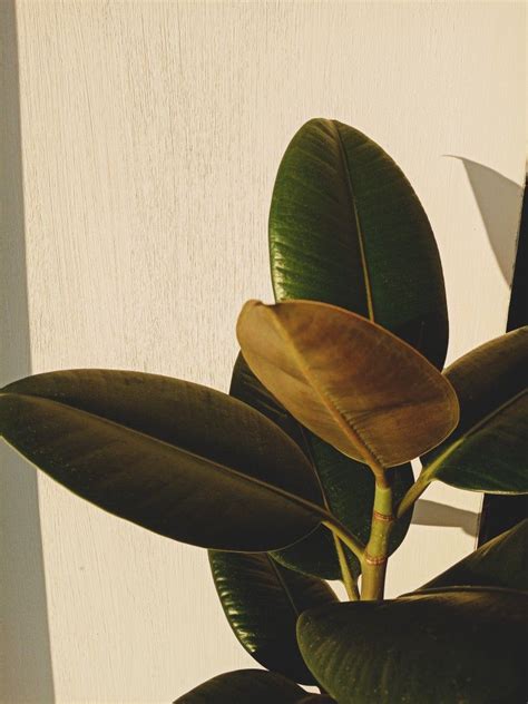 Фикусы | Plant leaves, Plants, Leaves