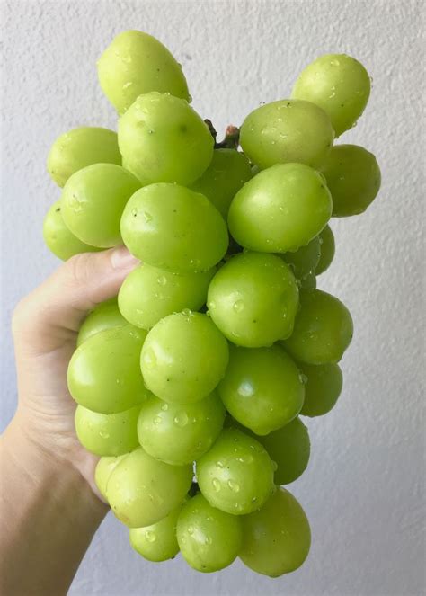 Shine muscat 🍇 | Fruit photography, Fruits photos, Green grapes