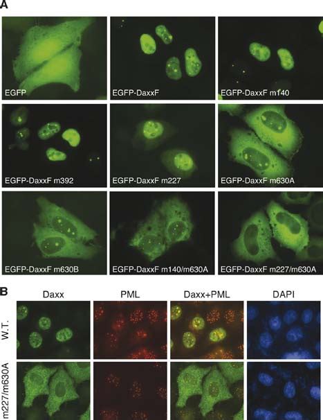 site directed mutagenesis  full length daxx reveals  relative