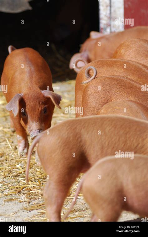 Duroc piglets hi-res stock photography and images - Alamy