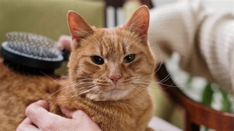 how to groom long haired cat