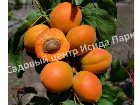 Абрикос колоновидный Принц Март саженцы купить в Москве и Подмосковье в ...