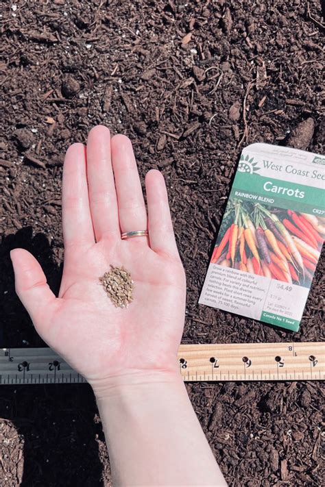 How to grow rainbow carrots | Rainbow carrots, Carrots, Growing carrots