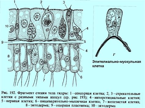 Тип Кишечнополостные - презентация онлайн