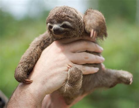 40 Adorable Sloth Pictures You Need in Your Life | Reader's Digest