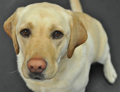 Dog Eye Yellow at Piper Walton blog