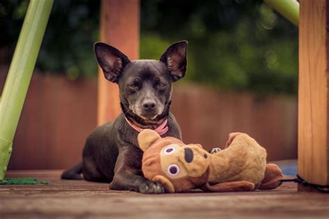how to stop toy aggression in dogs