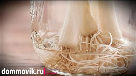 Как вырастить лук на подоконнике в воде: полезные советы - YouTube