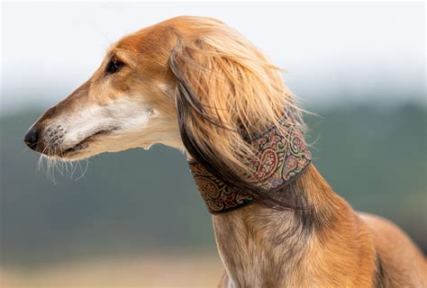 50,000+ Free Saluki Dog & Dog Images - Pixabay
