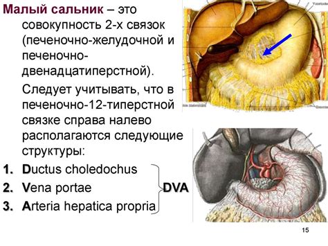 Функциональная анатомия брюшины - online presentation