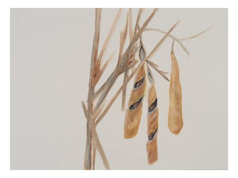 Seed Pods Wisteria_watercolor_9x11_March 2021 | Seeds of Design