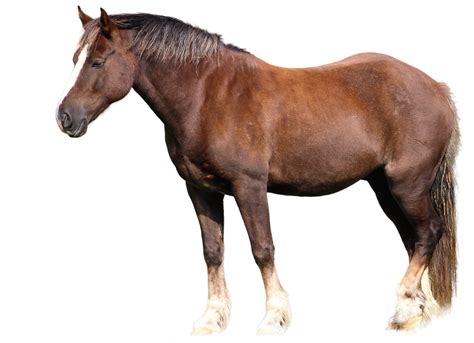 Horse Animal Riding - Free photo on Pixabay - Pixabay