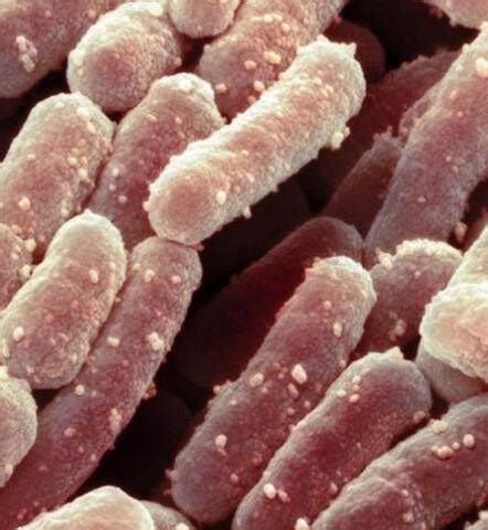 Bifidobacterium Animalis, Bifido Bacterium Animalis Производители и ...