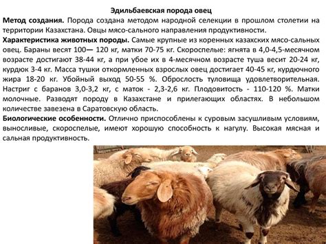 Овцеводство и свиноводство - презентация онлайн