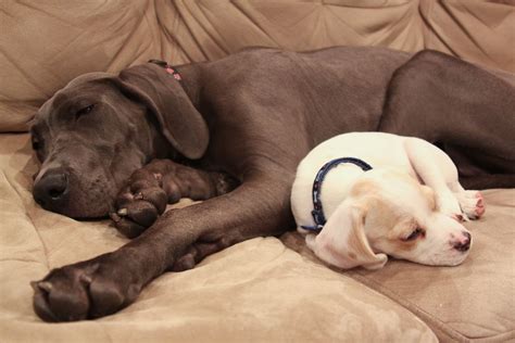 How Long Before Bed Should A Puppy Stop Napping at Michiko Durbin blog