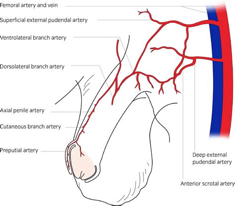 Surgical niche for the treatment of erectile dysfunction - Hsieh - 2020