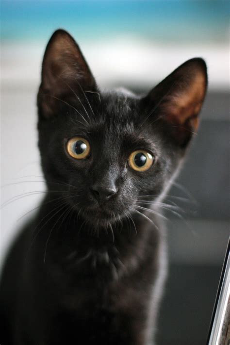 Schwarze Katze, Danke