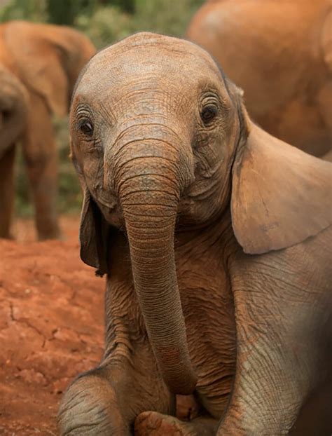 26 baby elephants that will instantly make you smile