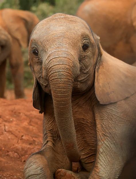 26 baby elephants that will instantly make you smile