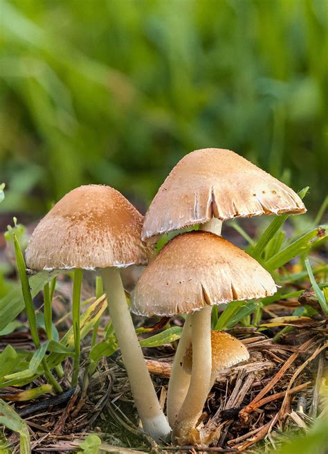 Mushrooms Mycology Autumn - Free photo on Pixabay