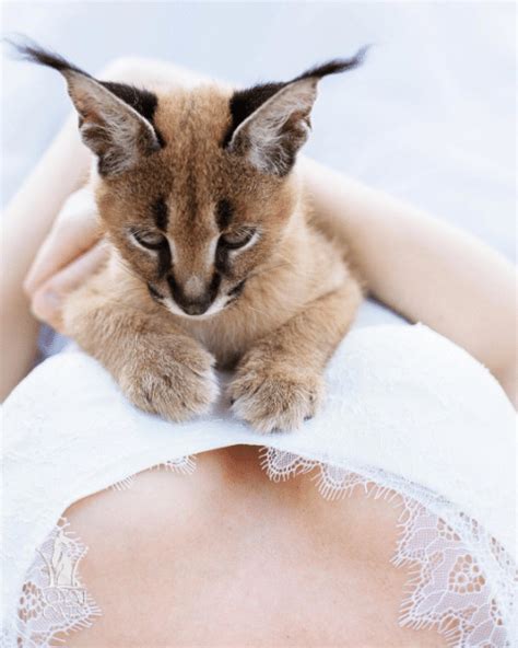 13 Facts about The Cutest Species ” Caracal Cat Breed” - Cats In Care