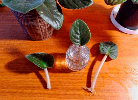 Growing African violets - Country Culture