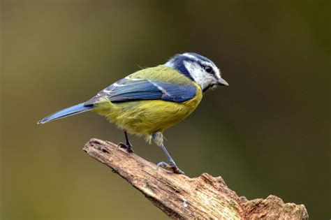 รูปภาพPerching – เลือกดูภาพถ่ายสต็อก เวกเตอร์ และวิดีโอ1,727,453 ...