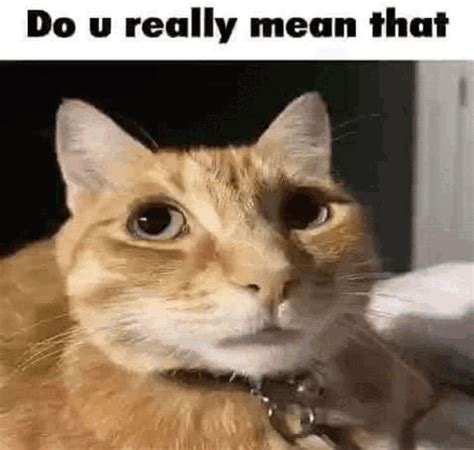 Do You Really Mean That Do You Really Mean That Cat Meme - Do you ...