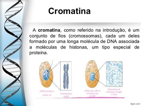 Cromatina O Que É - Cromatina e cromossoma