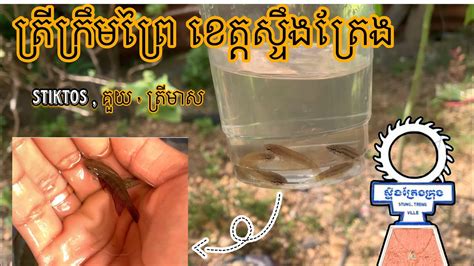ត្រីក្រឹមព្រៃ ខេត្តស្ទឹងត្រែង [Betta ST] #bettast #betta #guppy # ...
