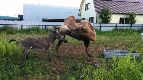 Осел и верблюд ( donkey and camel ) - YouTube