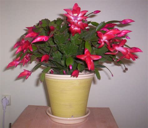 Le jardin de Constantine: Cactus de Noël ou Schlumbergera