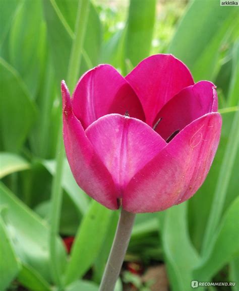 Тюльпан (Tulipa) - «Великолепные тюльпаны. Лучшее украшение весеннего ...