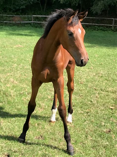 Trakehner die uns begeistern - Trakehnerfamilie