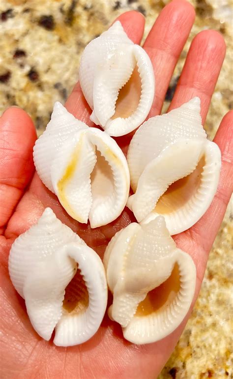 5 Gorgeous SCOTCH BONNET Florida Seashells East Coast 39 - Etsy