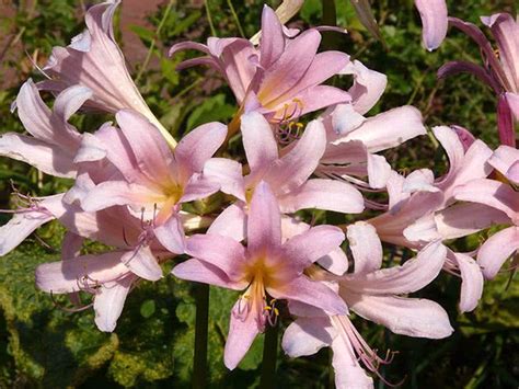 Ликорис чешуйчатый (Lycoris squamigera) | Цветы, Цветок, Посадка