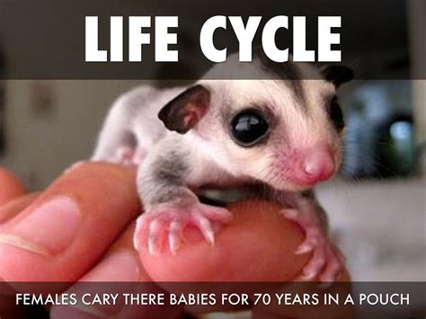 A Sugar Gliders Life Cycle – Sugar Glider Lovers