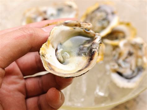 how to shuck oysters 1