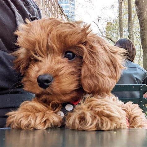 Cavapoo Grooming 101: Tips, FAQs, How To & More | Premier Pups