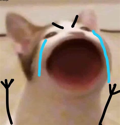 meo khoc hai huoc ve meo meo hai huoc meme dong vat