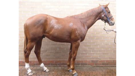 Godolphin Lifetime Care - Horses available Australia