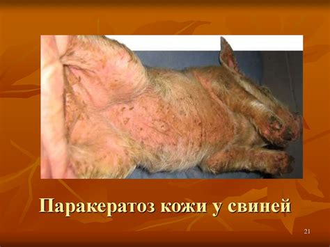 Гигиена доброкачественности кормов - презентация онлайн