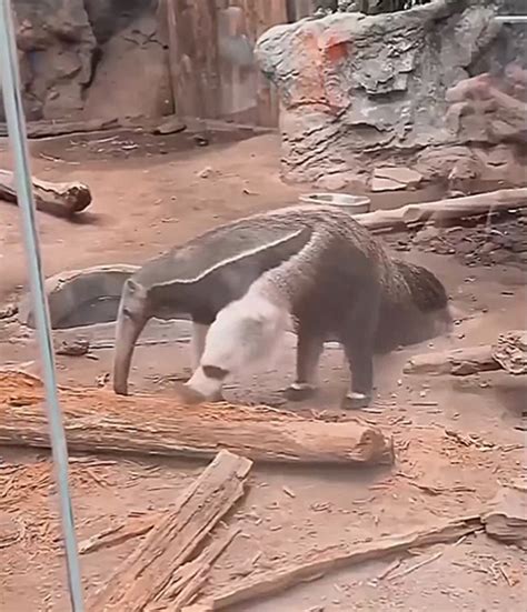 The Hard Headed Animal Thats Challenging Everything You Believe In