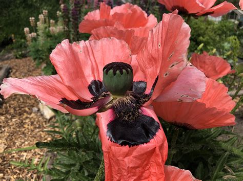poppy | HortusLudi