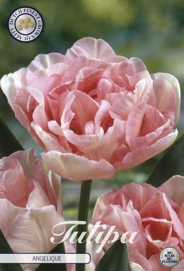 Pink Tulip Bulbs - Angelique