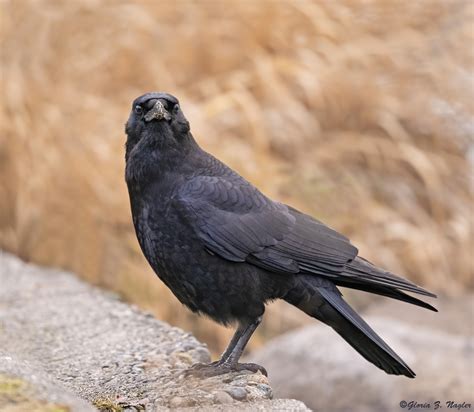 Western Washington Birders | Sandy-beaked? Of course, photog, I'm a Sea